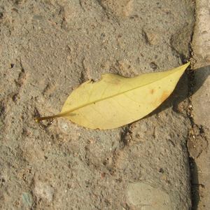 真人做爰免费视频观看
